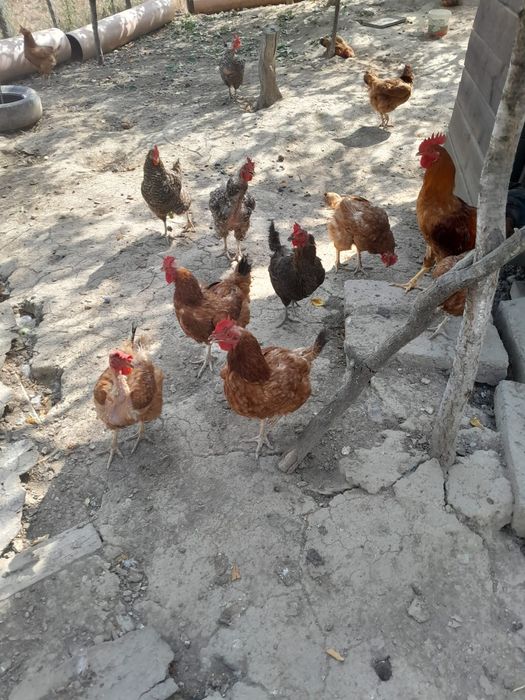Găini crescute  de  casă