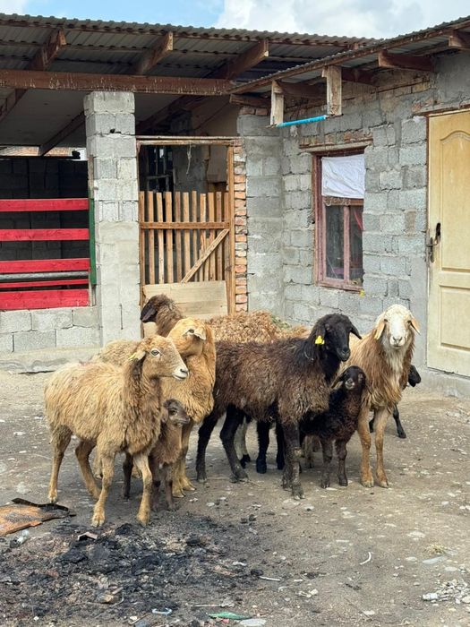 Козылы кой сатылады