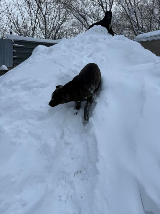 Отдам собачку в добрые руки