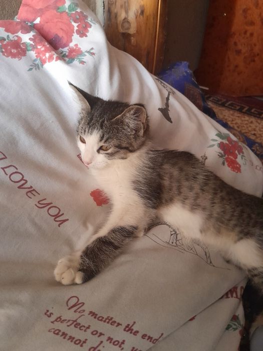 Mushuk va Qafas sotiladi