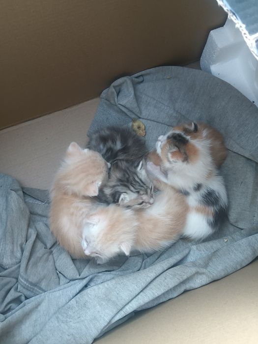 Отдам котят породистые