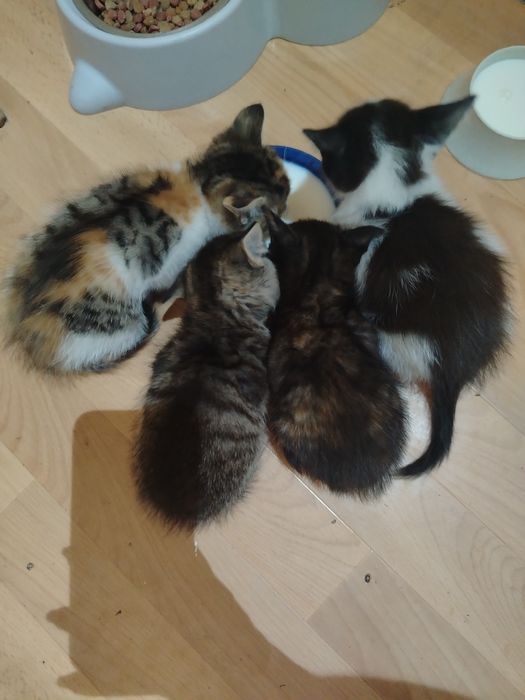 Отдам котят в хорошие руки