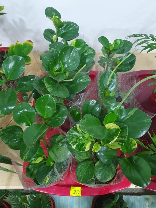 Peperomiya пеперомия