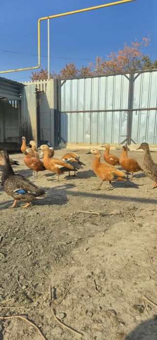 Утки Огарь молодые