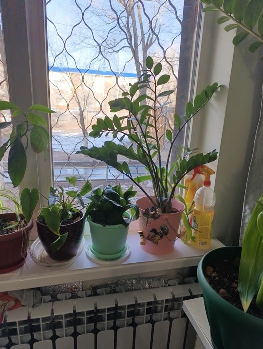 Продаём комнатные цветы