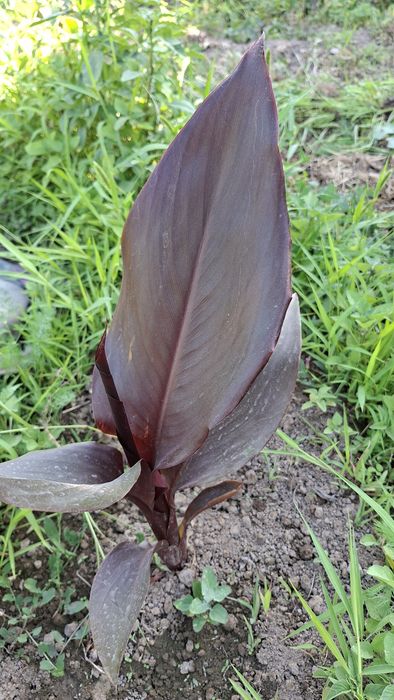 Канна черная Black Wonder