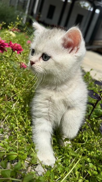 Продаются котята,шотландские скоттиш фолд и страйк