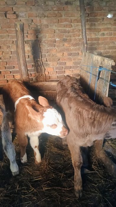 Vând 6 viței de monta