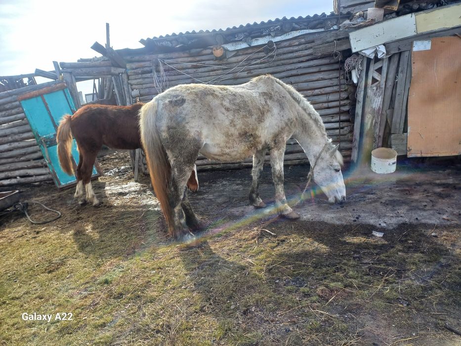 Бие, тай сатылады