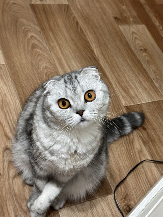 Кошка шотландская