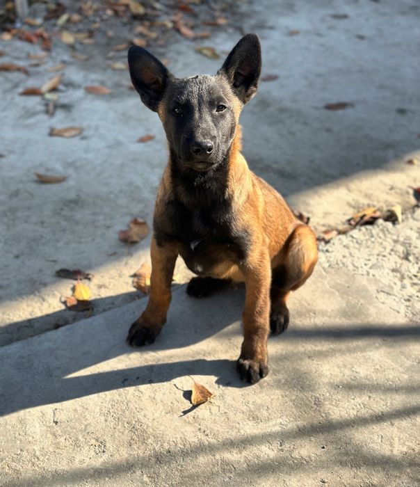 Бельгийская овчарка