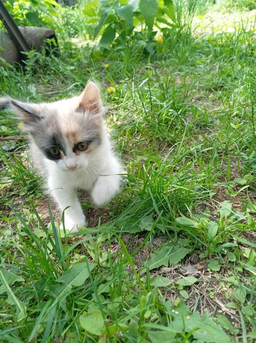 Подарю доброму человеку котёнка