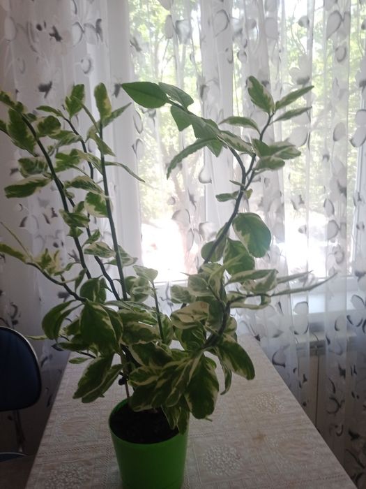 Цветок педилантус.