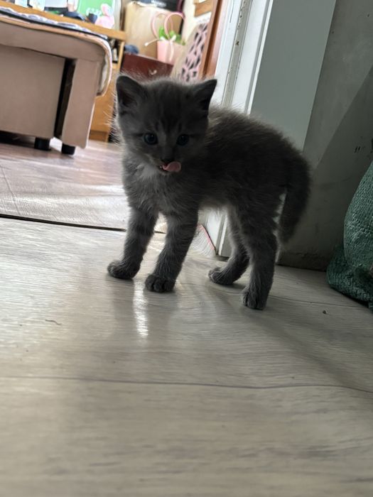 Отдаём маленких котят