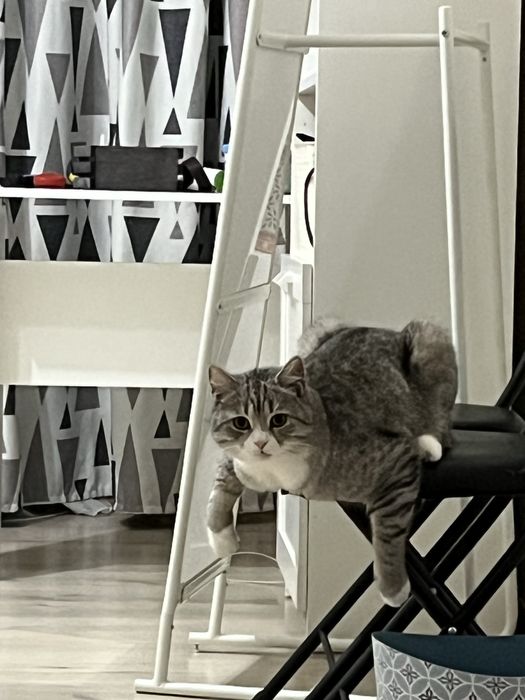 Отдам даром кошку