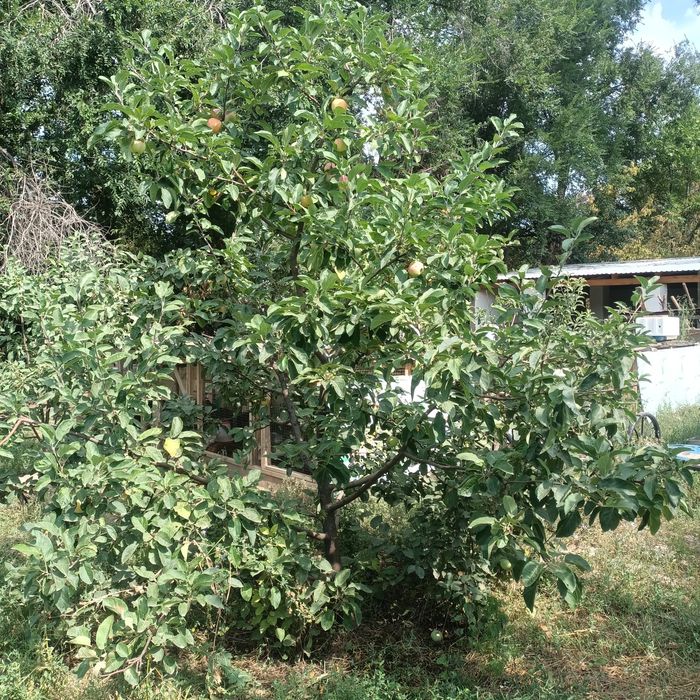 Яблоня карликовая