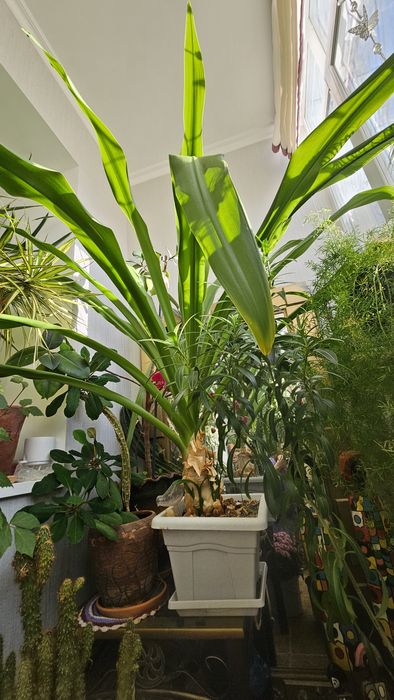 ДЛЯ БОЛЬШИХ ПОМЕЩЕНИЙ !!!   Продам ,диаметр 150 см