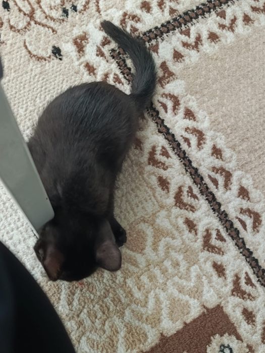 Котенотк черный окрас