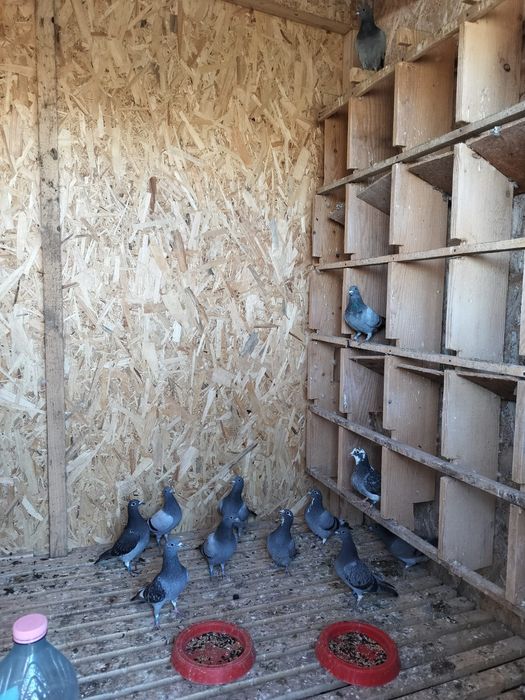 Cloaca pitica cu pui și pui din matca și zburatori