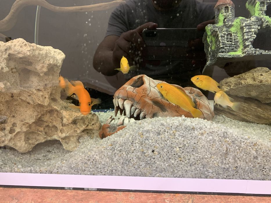 Цихлида. Еллоу.