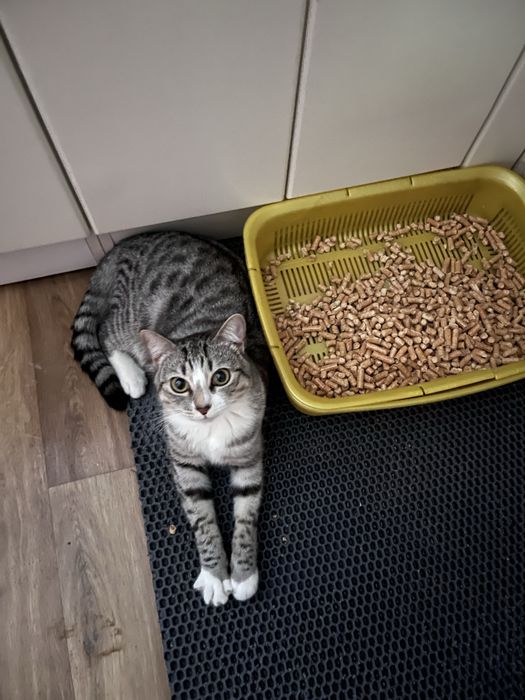 Ласковый котик ищет дом