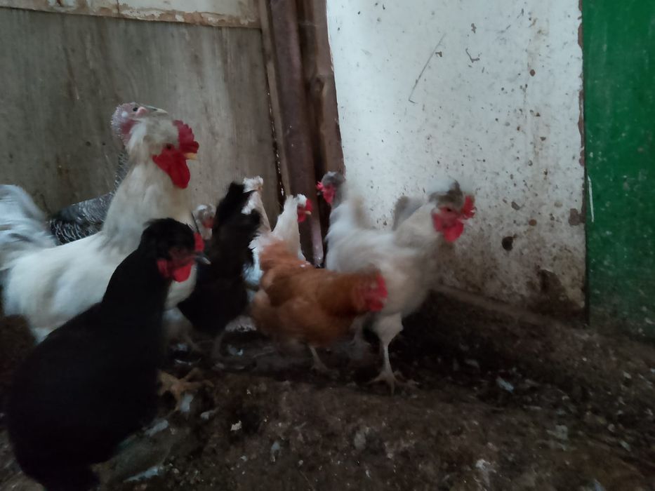 Үй құстары сатылады