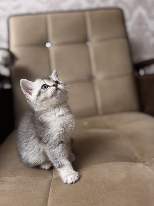 Скоттиш фолд девочка шиншила серебристая