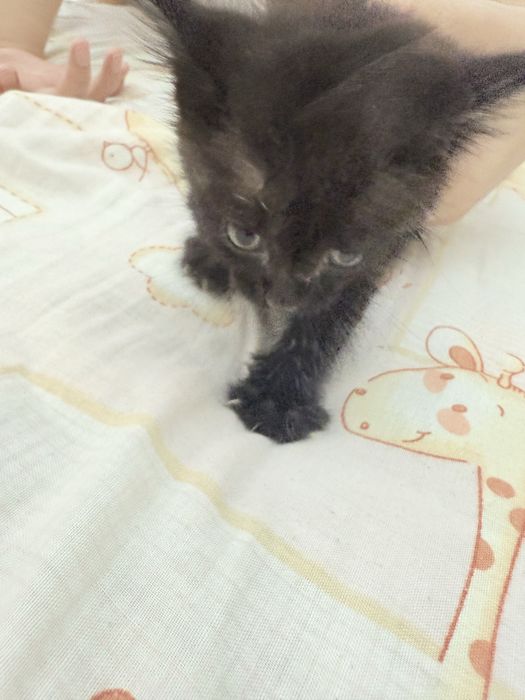 Отдам в добрые руки котенка