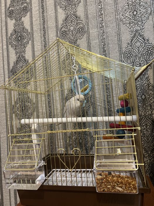 Продам Волнистого попугая