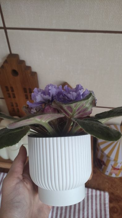 Продам сортовую фиалку