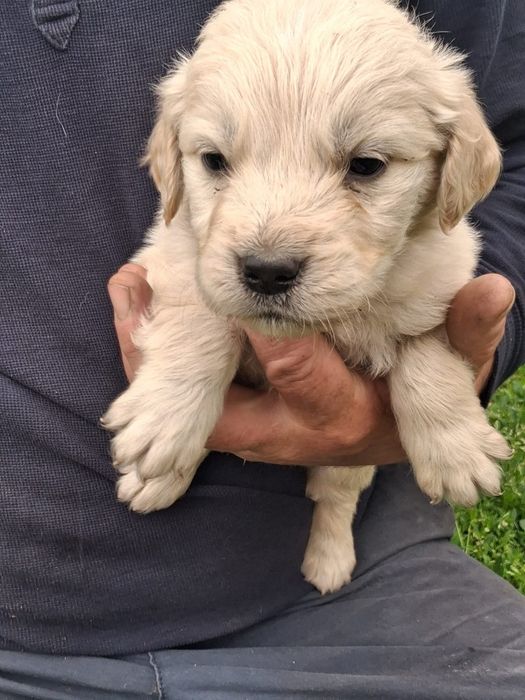Pui Catel  Golden Retriver
