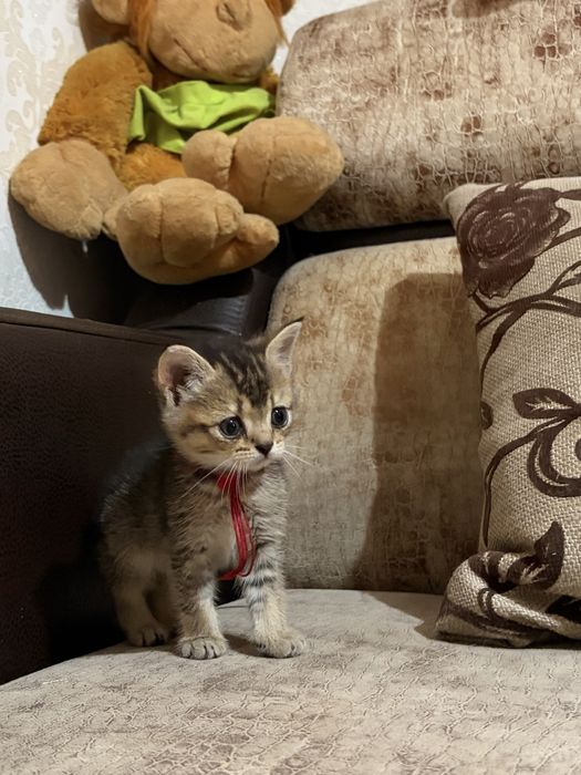 Шотладские кошки