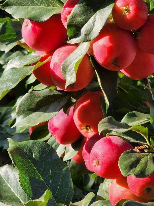 Pomi Fructiferi Pitici Dwarf (Măr )