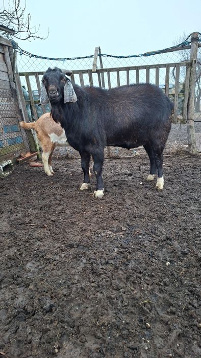 Disponibil tap angolo nubian in mai face 2 ani