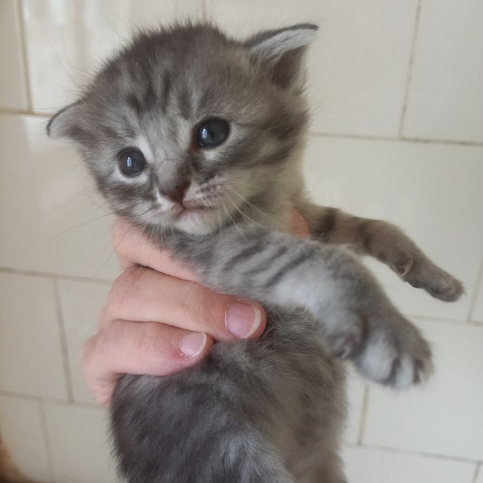 Вислоухие котята 1 мес мальчики