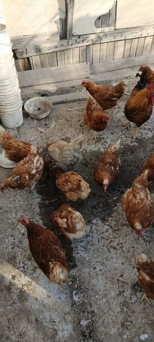 Куры ломан Браун