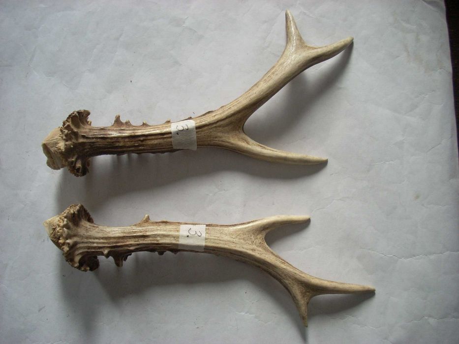 Coarne de Caprioara - Caprior