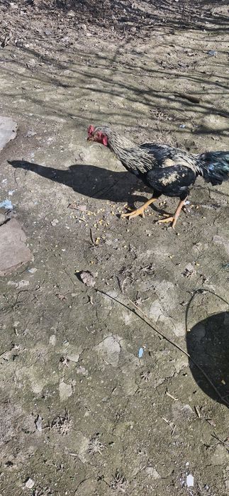 докан турк хуроз акаси