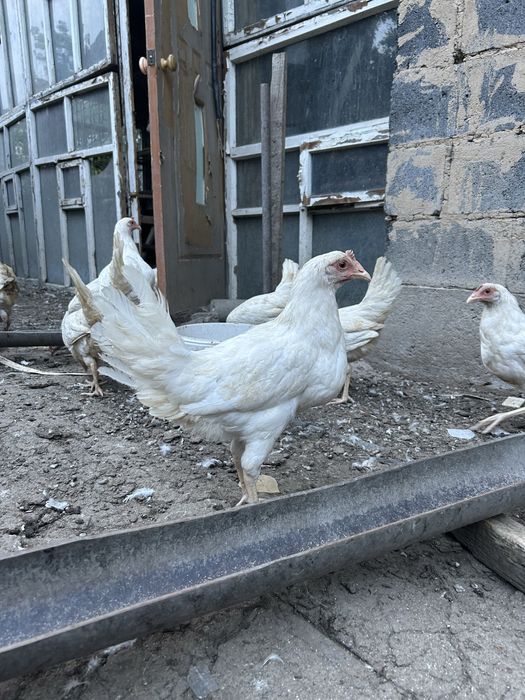 Продам кур несушек