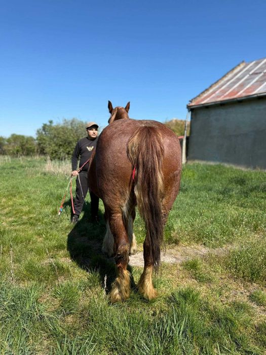 Iepe de vanzare
