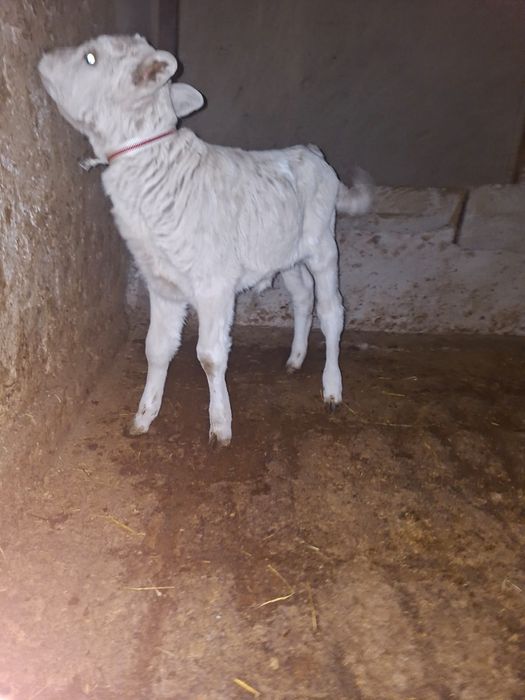 Бұзау сатылады ұрғашы