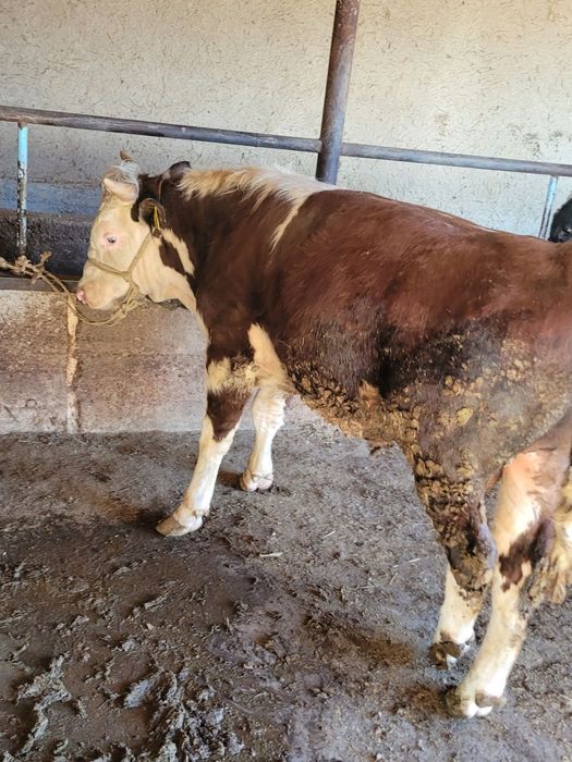 Bo'qa sotiladi tri vazni 420-430 ta keladi