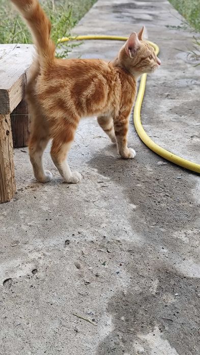 Отдаю котенка (кошечка)
