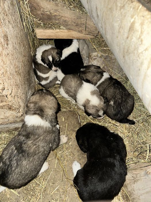 Алабай күшіктер