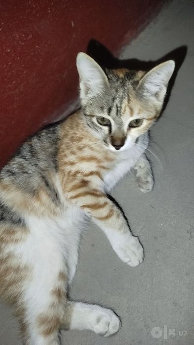 Котёнок даром в добрые руки