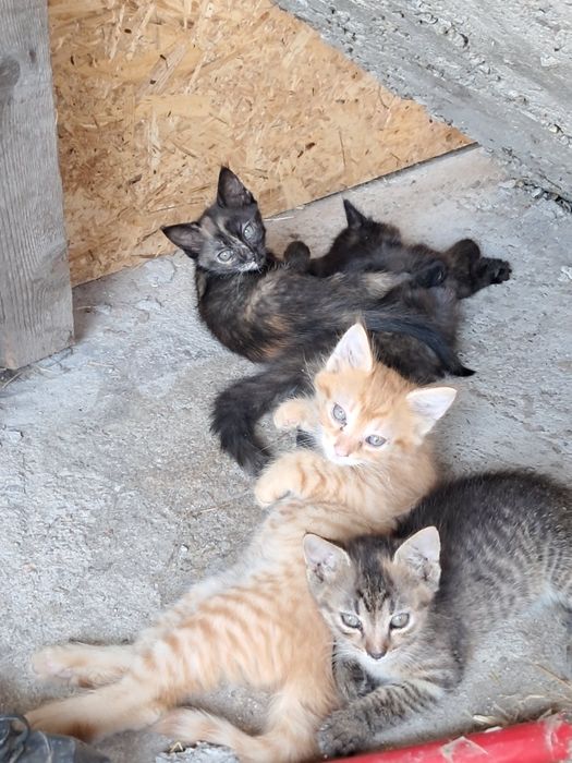 Ofer pisoiași spre adoptie