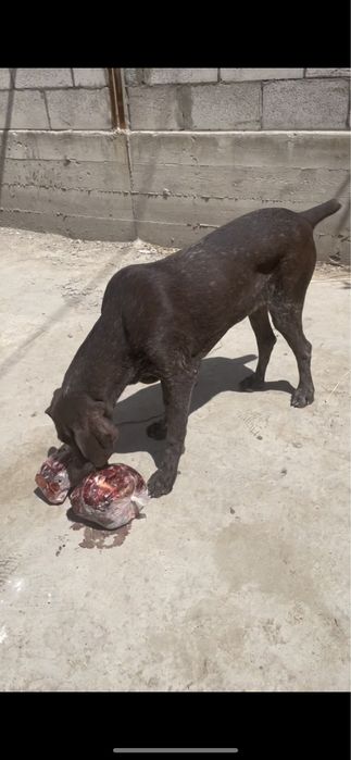 Немецский Курцхаар