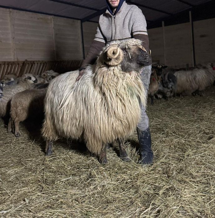Vând berbec bucalau de Luncani