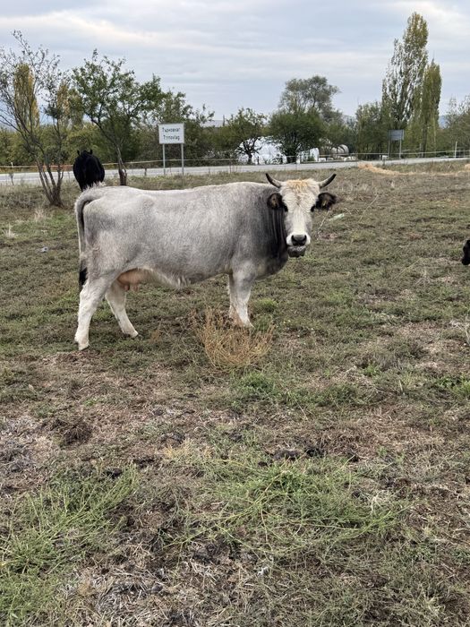 Крави сиво искърско