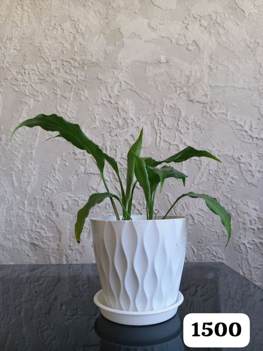 Цветы для вашего уюта